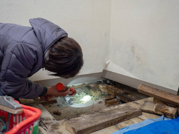 Best Asbestos and Lead Testing During Mold Inspection  in Greendale, IN